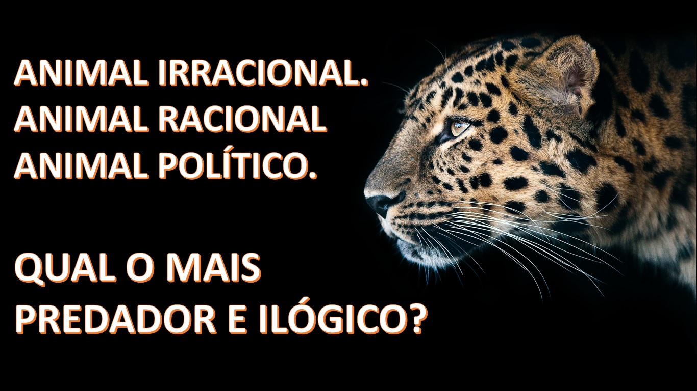 Animal Político